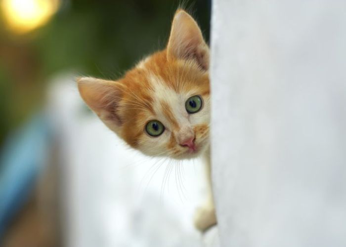 a kitten peeking around a corner