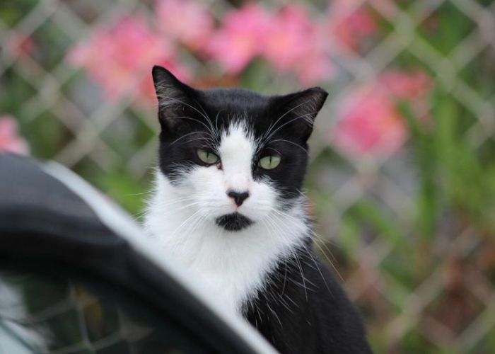 a black and white ear-tipped cat