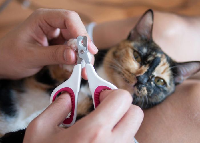 a person trimming a cat's claws