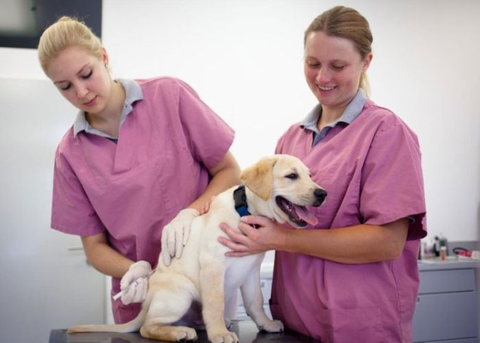 a puppy getting a vaccine from two vet techs