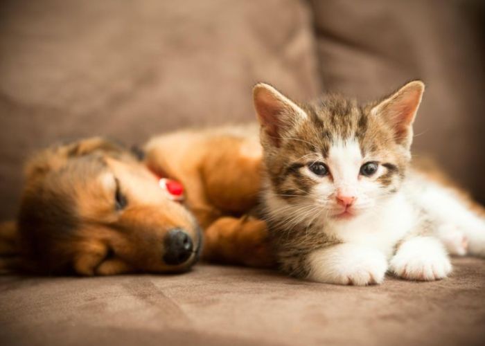 a puppy and kitten snuggle together on a couch