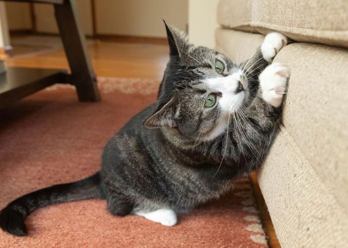 a cat scratching the side of a sofa