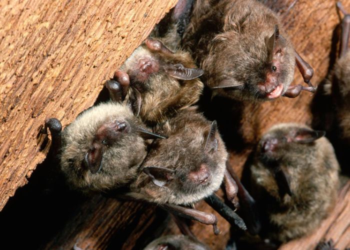 a colony of little brown bats in a ceiling