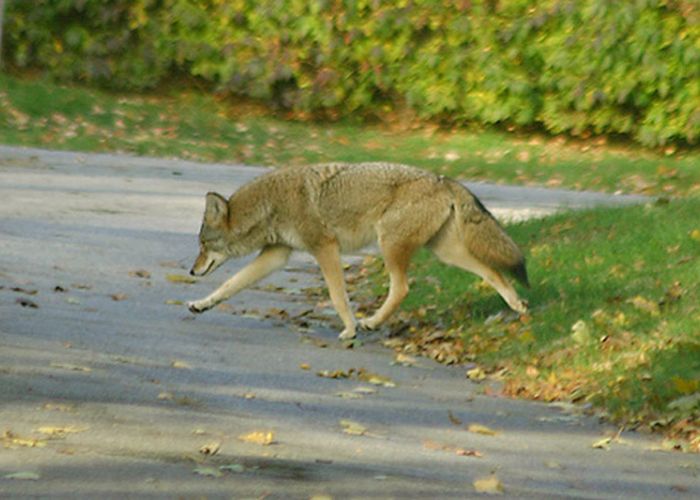 a coyote crossing a paved road