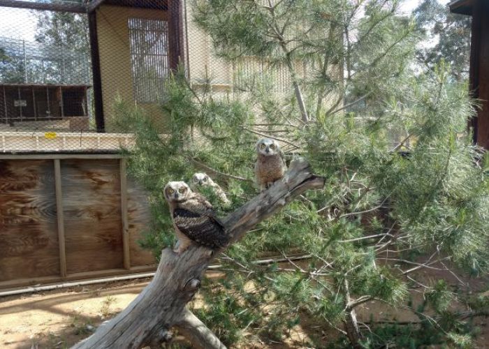 Nestlings at Fund for Animals Wildlife Center