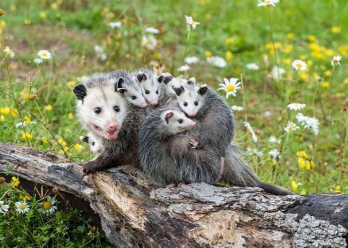 an opossum with joeys on her back