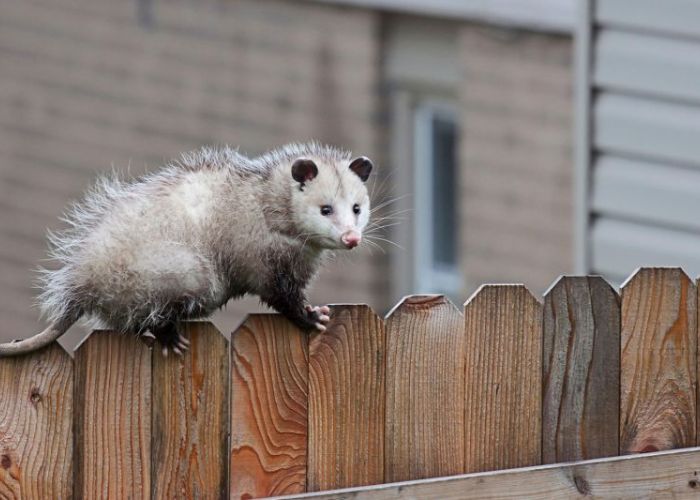 an opossum balancing on a fence