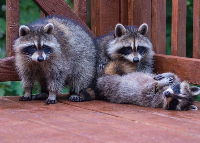 Three playful raccoons on a deck