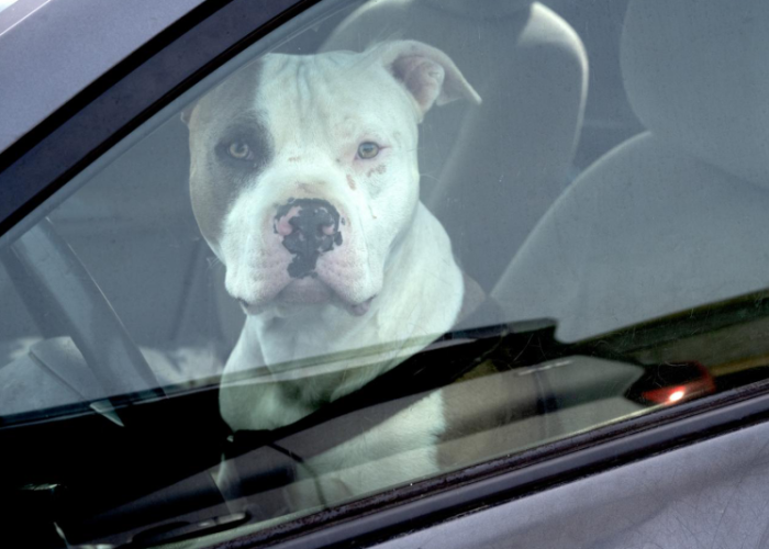 a dog locked inside a car's driver's side