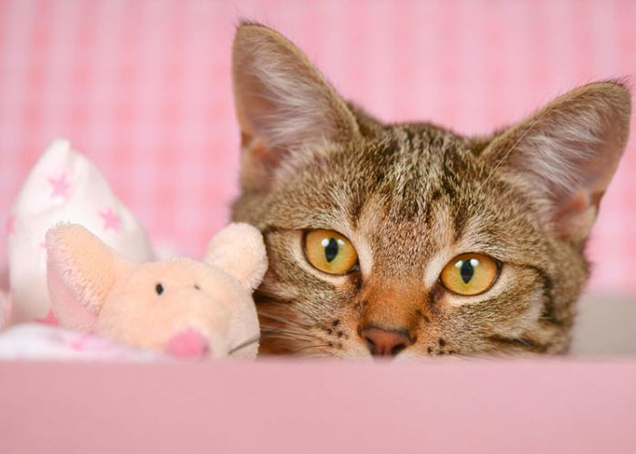 cat snuggling with a stuffed animal
