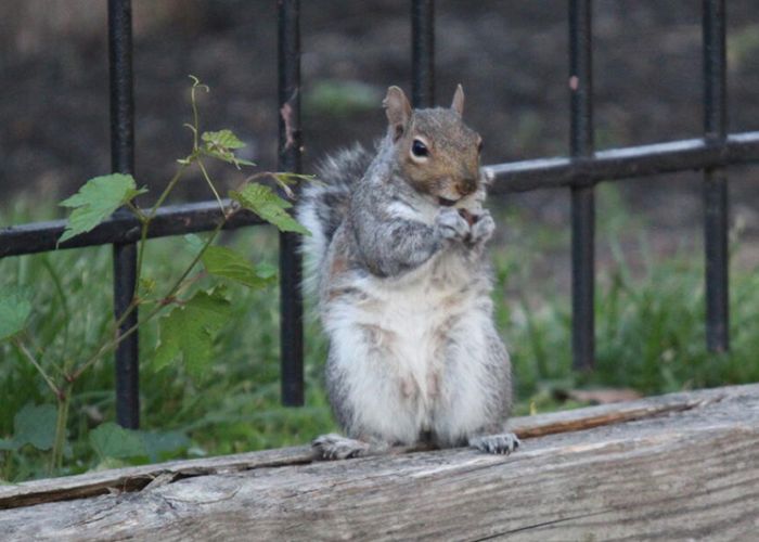 a squirrel in front of a fence