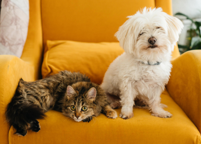 a cat and dog sitting on a yellow chair