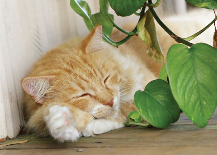 a tabby cat lounges next to a plant