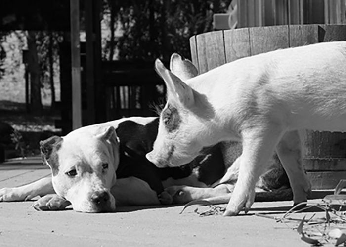 Dog Bella and Ivan the pig at Animal Place’s Rescue Ranch