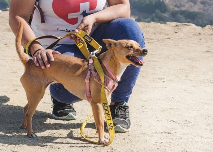 Popular with tourists, Free Animal Doctor’s hikes with rescue dogs help fund veterinary care for animals in need