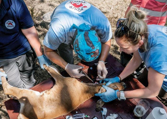Medical personnel from FOUR PAWS International place a jugular catheter in an abandoned calf in Indonesia