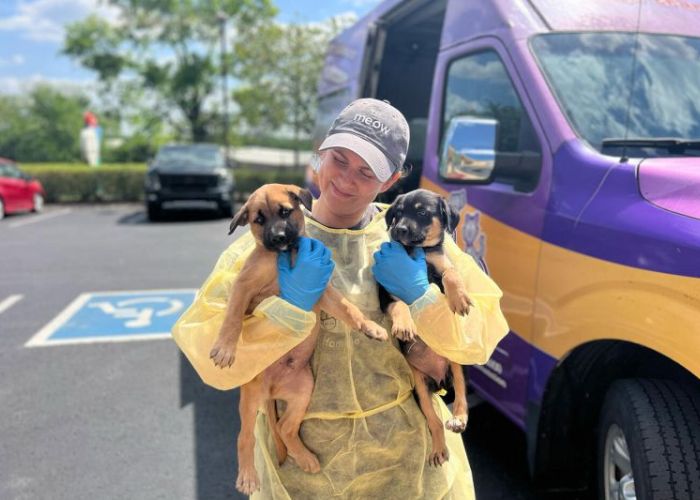 a woman holds two puppies next to a van