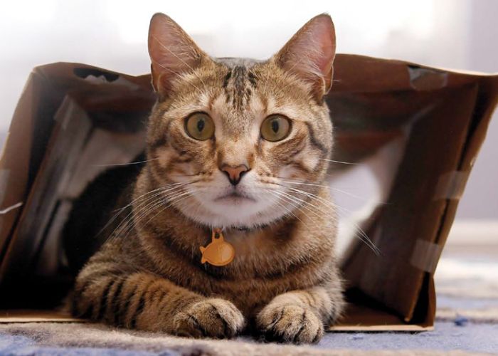 a cat sitting in a paper bag
