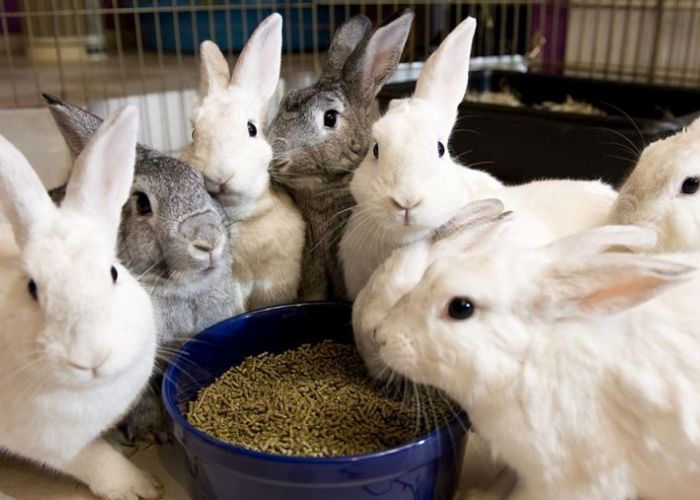 rabbits eating at their foster home