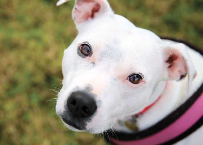 a white dog looking at the camera