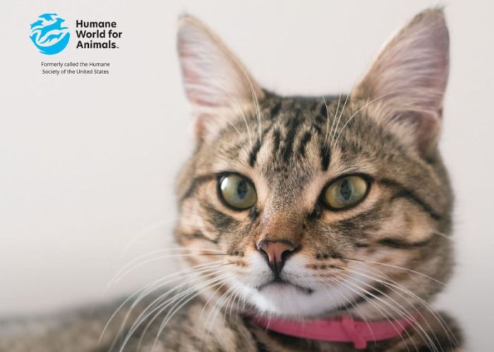 Rescue Group Best Practices Guide