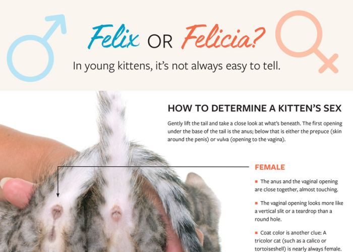 sexing kittens factsheet