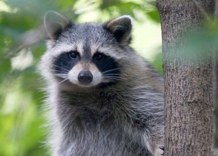 Living with Wild Neighbors