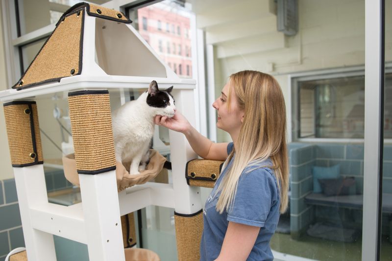 A woman petting a cat in a shelter.