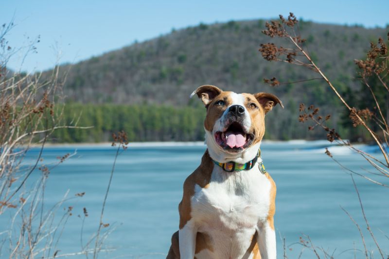 Daisy at Cooper Lake, Monday, March 22, 2021 in Woodstock, NY. (Diane Bondareff/AP Images for The HSUS)