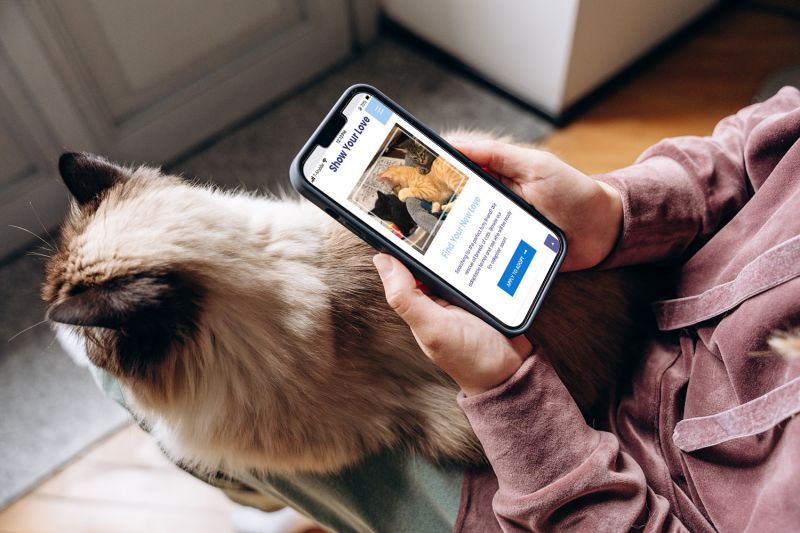 a person looking at a website on their phone while their cat sits in their lap