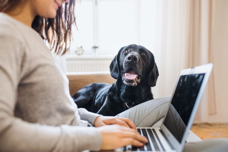 a dog looking on as a woman types on her laptop