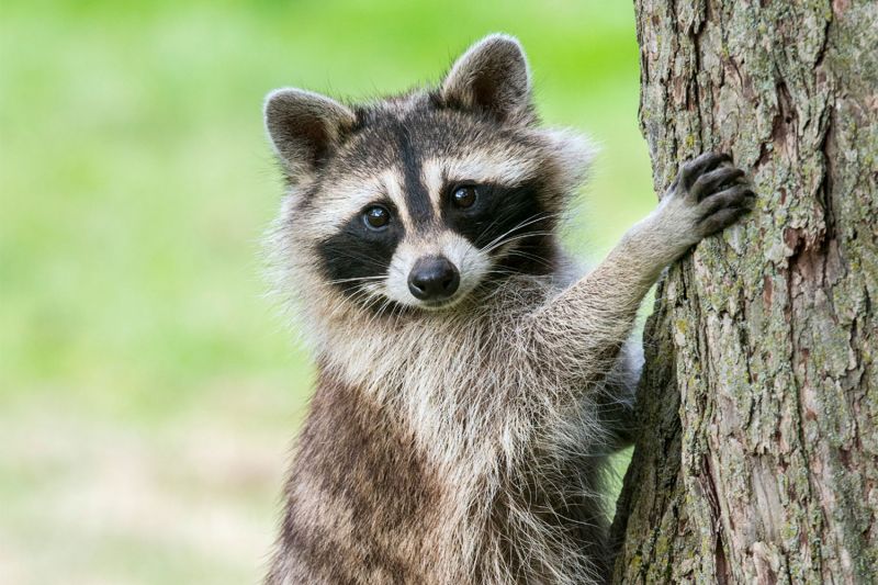 Raccoon on tree