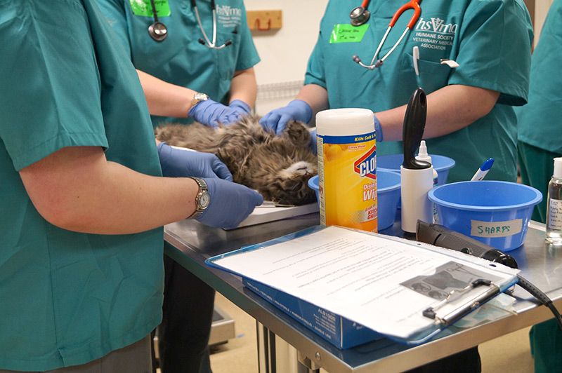 Photo of surgeons working a spay/neuter procedure.