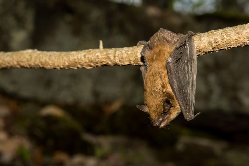 a bat hanging off a rope