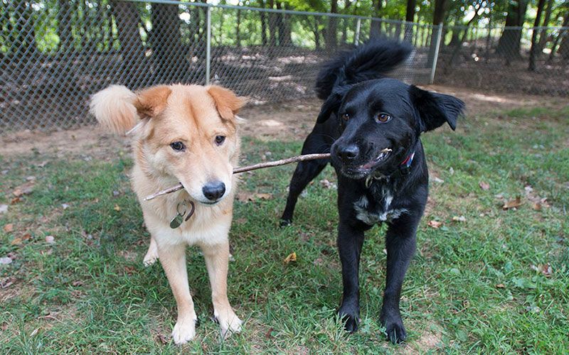 Dogs playing stick