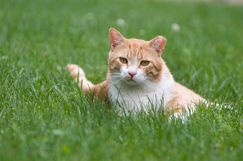 Cat in grass