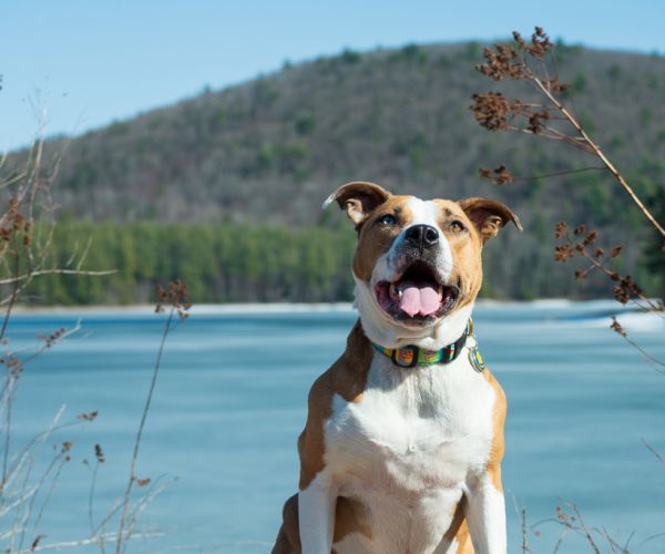 Daisy at Cooper Lake, Monday, March 22, 2021 in Woodstock, NY. (Diane Bondareff/AP Images for The HSUS)