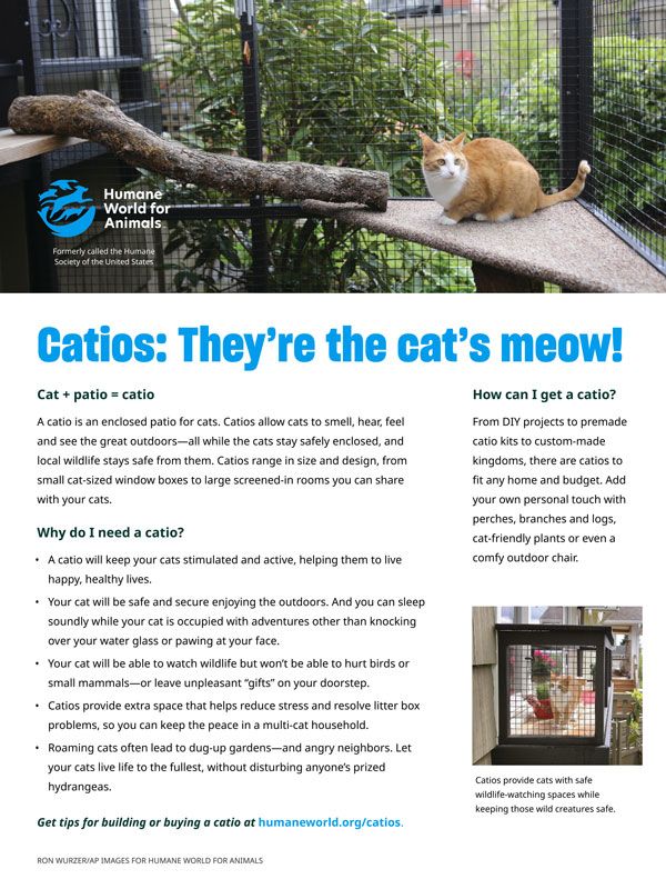 Catios: They're the cat's meow!