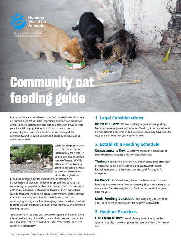 Community cat feeding guide