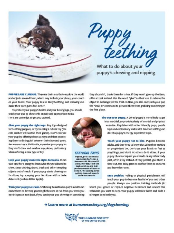 Cover of Puppy Teething fact sheet.