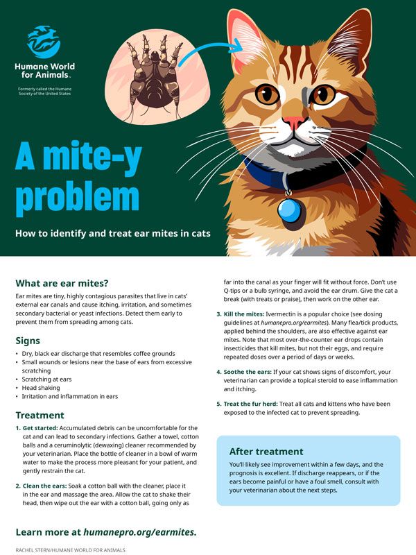 how to identify and treat ear mites in cats