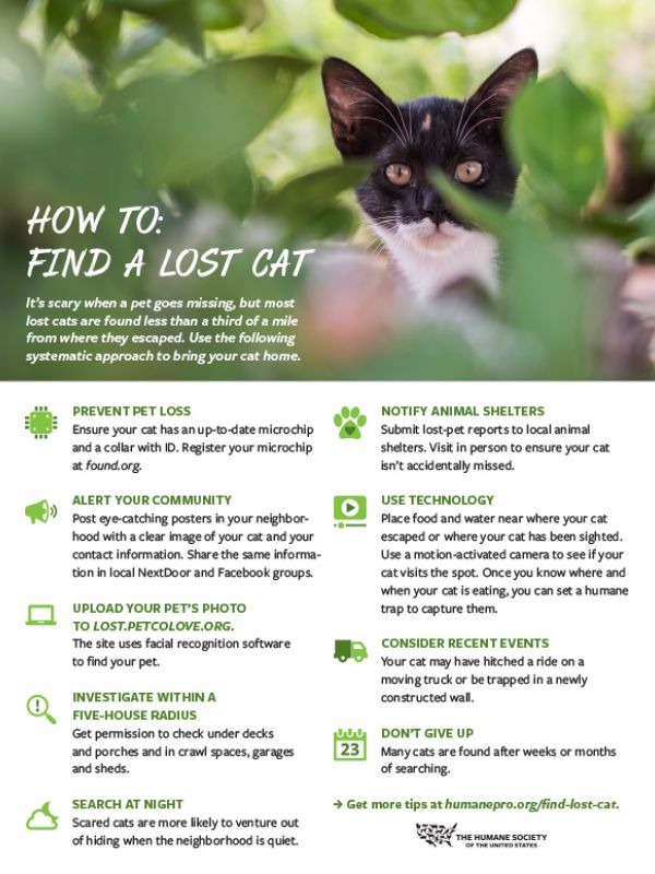 Document detailing methods to finding a lost cat