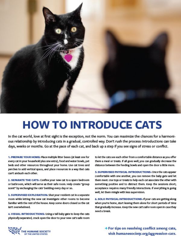 Cover of Introducing Cats Fact Sheet