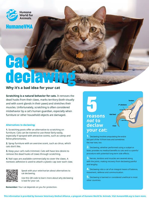 Cat declawing: Why it's a bad idea for your cat