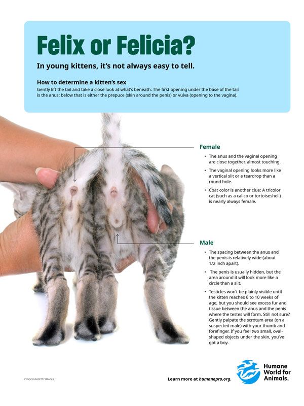 How to determine a kitten's sex