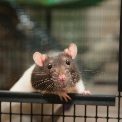 a rat peeks out of a cage