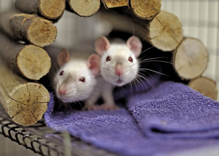 two albino rats peer out of a wooden arch