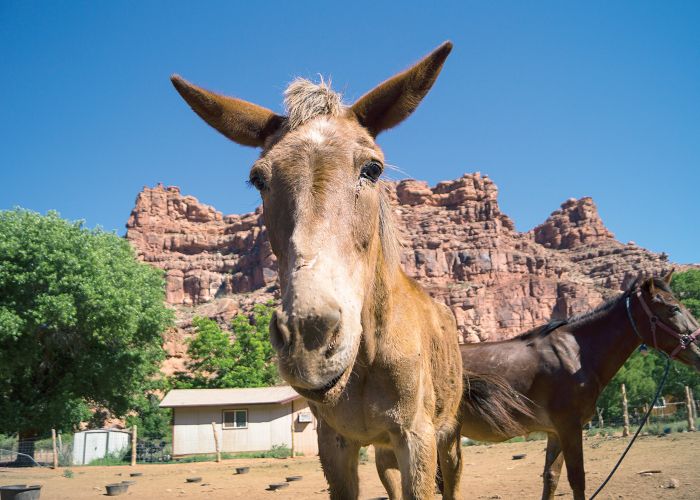 a donkey and horse stand in front of a small house in the shadow of a large boulder