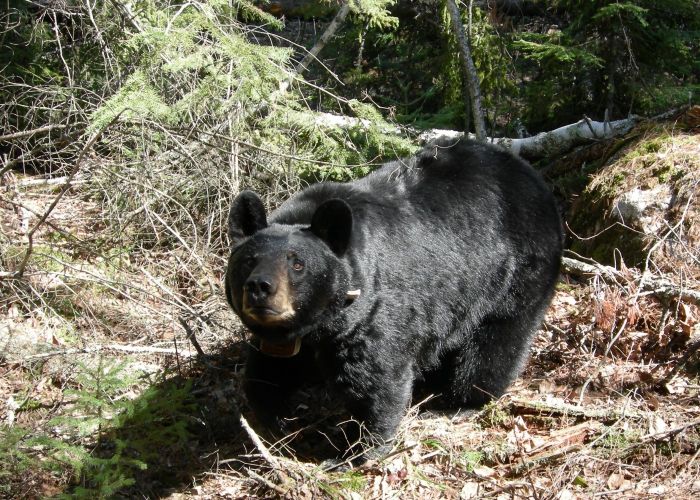 a black bear in a clearing in a forest