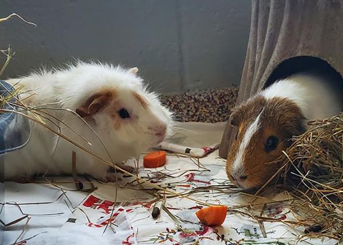 Two guinea pigs eating treats.